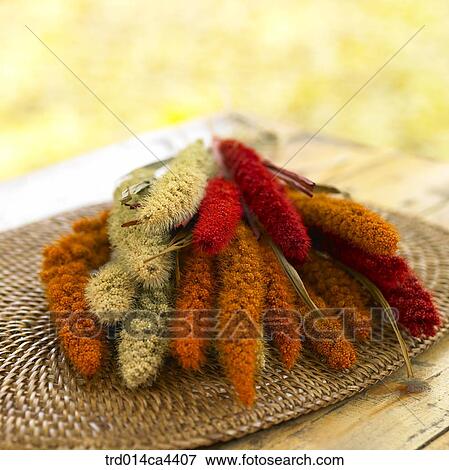 Stock Photo - fall, weed, plant, grass, autumn. Fotosearch