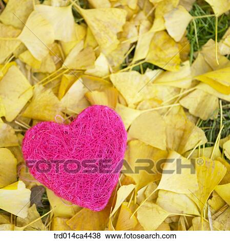 fallenleaves, fall, leaffall, leaves, ginkgoleaf, yellow, autumn View Large Photo Image Stock Photo - fallenleaves, fall, leaffall, leaves, ginkgoleaf, yellow, autumn. Fotosearch