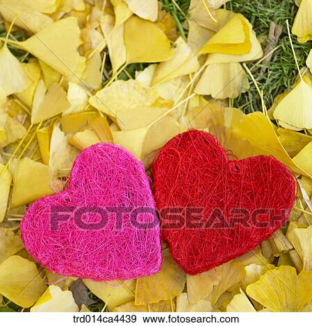 fallenleaves, fall, leaffall, leaves, ginkgoleaf, yellow, autumn View Large Photo Image Stock Photo - fallenleaves, fall, leaffall, leaves, ginkgoleaf, yellow, autumn. Fotosearch