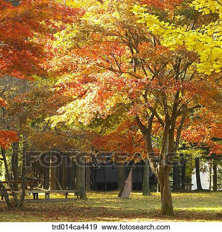 fallenleaves, fall, leaffall, publicgarden, park, tree, autumn View Large Photo Image Stock Photo - fallenleaves, fall, leaffall, publicgarden, park, tree, autumn. Fotosearch