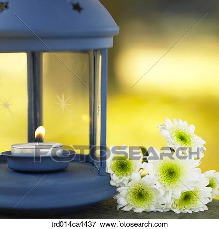 flashlight, electrictorch, tealight, candlelight, starshape, flower, blossom View Large Photo Image Stock Photo - flashlight, electrictorch, tealight, candlelight, starshape, flower, blossom. Fotosearch