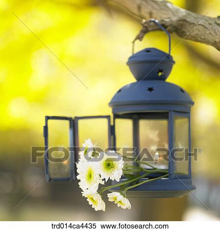 flashlight, electrictorch, tealight, flower, blossom, bloom, floral View Large Photo Image Stock Photography - flashlight, electrictorch, tealight, flower, blossom, bloom, floral. Fotosearch