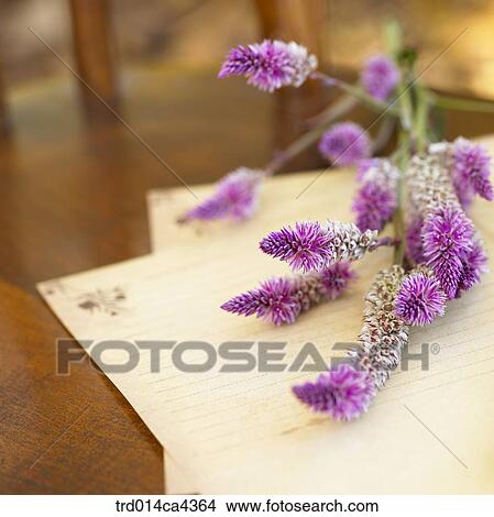 flower, blossom, bloom, floral, purple, plant, vegetation View Large Photo Image Picture - flower, blossom, bloom, floral, purple, plant, vegetation. Fotosearch