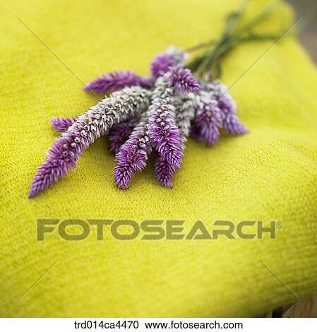 flower, blossom, bloom, floral, purple, muffler, muffler View Large Photo Image Stock Image - flower, blossom, bloom, floral, purple, muffler, muffler. Fotosearch