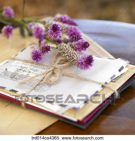 Stock Photography - flower, blossom, bloom, floral, purple, plant, vegetation. Fotosearch