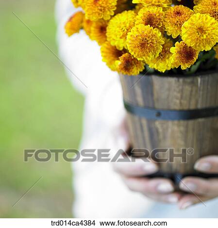 flower, blossom, bloom, floral, yellow, basket View Large Photo Image Picture - flower, blossom, bloom, floral, yellow, basket. Fotosearch