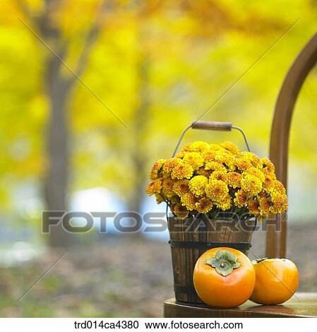 flower, blossom, bloom, floral, yellow, fruit, persimmon View Large Photo Image Stock Image - flower, blossom, bloom, floral, yellow, fruit, persimmon. Fotosearch