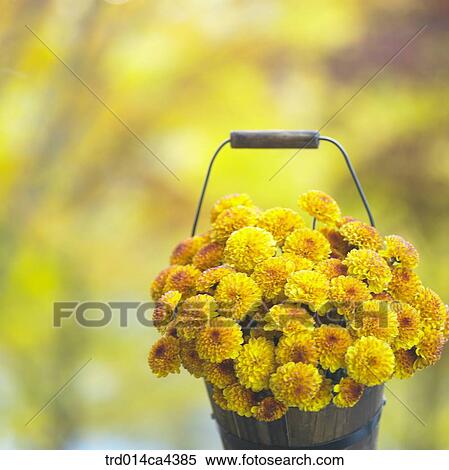 flower, blossom, bloom, floral, yellow, basket, handle View Large Photo Image Stock Photography - flower, blossom, bloom, floral, yellow, basket, handle. Fotosearch
