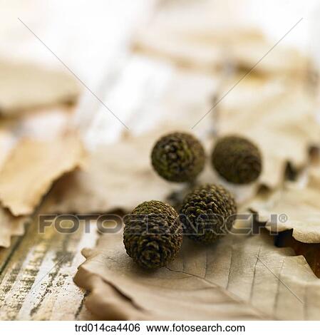 fruit, fall, leaves, leafage, foliage, autumn View Large Photo Image Stock Photograph - fruit, fall, leaves, leafage, foliage, autumn. Fotosearch