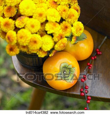 fruit, persimmon, flower, blossom, bloom, floral, yellow View Large Photo Image Stock Image - fruit, persimmon, flower, blossom, bloom, floral, yellow. Fotosearch