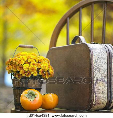 fruit, persimmon, tree, wood, basket, bag, suitcase View Large Photo Image Stock Image - fruit, persimmon, tree, wood, basket, bag, suitcase. Fotosearch