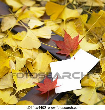 ginkgoleaf, fall, leaves, maple, mapleleaf, leaves, autumn View Large Photo Image Stock Image - ginkgoleaf, fall, leaves, maple, mapleleaf, leaves, autumn. Fotosearch
