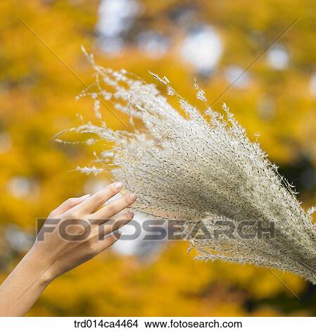 hand, hands, reed View Large Photo Image Picture - hand, hands, reed. Fotosearch