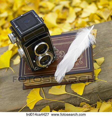 Stock Photo - leafage, fall, foliage, leaves, ginkgoleaf, leaves, autumn. Fotosearch