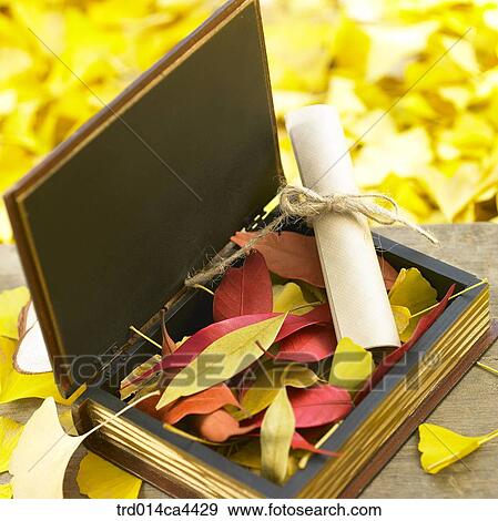 leafage, fall, foliage, leaves, ginkgoleaf, leaves, autumn View Large Photo Image Stock Photo - leafage, fall, foliage, leaves, ginkgoleaf, leaves, autumn. Fotosearch