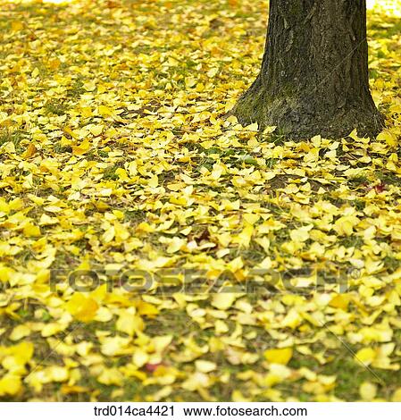 leaves, fall, ginkgoleaf, fallenleaves, leaffall, foliage, autumn View Large Photo Image Stock Image - leaves, fall, ginkgoleaf, fallenleaves, leaffall, foliage, autumn. Fotosearch