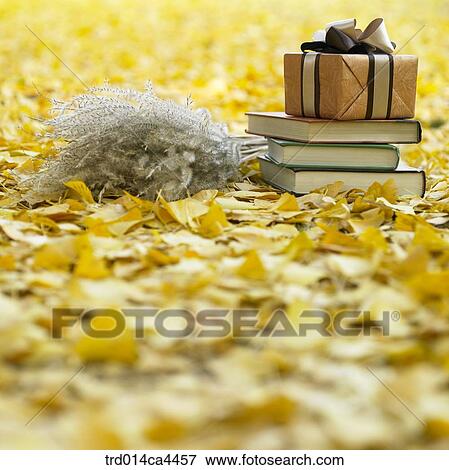 Stock Photo - leaves, fall, ginkgoleaf, fallenleaves, leaffall, foliage, autumn. Fotosearch