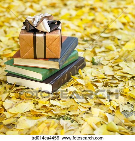 Stock Photograph - leaves, fall, ginkgoleaf, fallenleaves, leaffall, foliage, autumn. Fotosearch