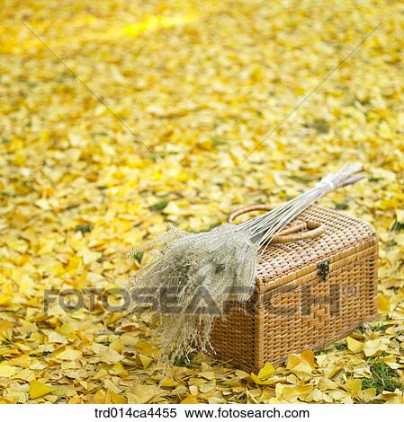 Stock Photography - leaves, fall, ginkgoleaf, fallenleaves, leaffall, foliage, autumn. Fotosearch