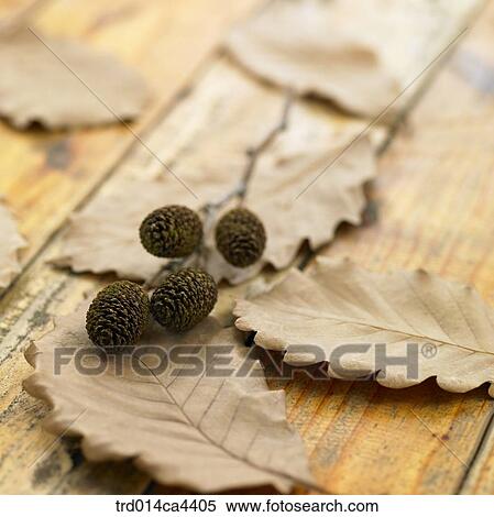 Stock Photography - leaves, fall, leafage, foliage, fruit, autumn. Fotosearch