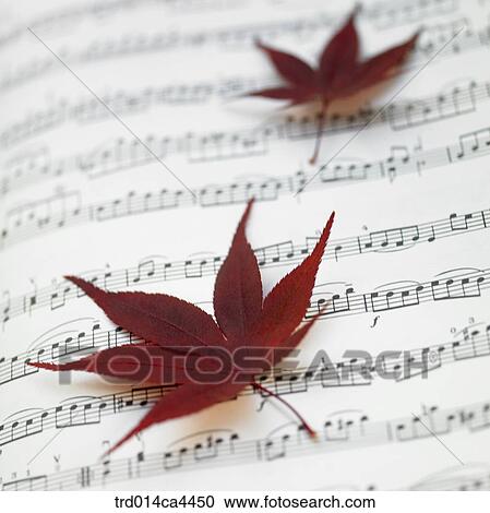 mapleleaf, fall, leaves, leafage, foliage, maple, autumn View Large Photo Image Stock Image - mapleleaf, fall, leaves, leafage, foliage, maple, autumn. Fotosearch