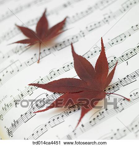 mapleleaf, fall, leaves, leafage, foliage, maple, autumn View Large Photo Image Stock Image - mapleleaf, fall, leaves, leafage, foliage, maple, autumn. Fotosearch