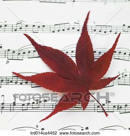 mapleleaf, fall, leaves, leafage, foliage, maple, autumn View Large Photo Image Stock Image - mapleleaf, fall, leaves, leafage, foliage, maple, autumn. Fotosearch