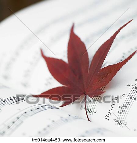 Stock Image - mapleleaf, fall, leaves, leafage, foliage, maple, autumn. Fotosearch