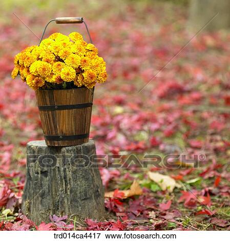 mapleleaf, maple, leaves, red, foliage, leafage, leaves View Large Photo Image Stock Photo - mapleleaf, maple, leaves, red, foliage, leafage, leaves. Fotosearch