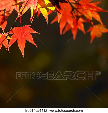 Stock Image - mapleleaf, maple, leaves, red, landscape, scenery, scene. Fotosearch