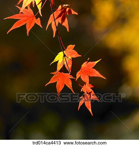 mapleleaf, maple, leaves, red, landscape, scenery, scene View Large Photo Image Stock Image - mapleleaf, maple, leaves, red, landscape, scenery, scene. Fotosearch
