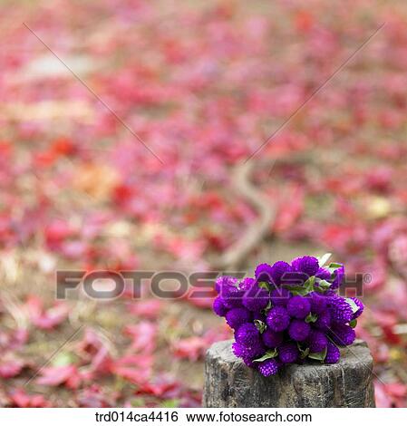 mapleleaf, maple, leaves, red, landscape, scenery, scene View Large Photo Image Stock Photograph - mapleleaf, maple, leaves, red, landscape, scenery, scene. Fotosearch