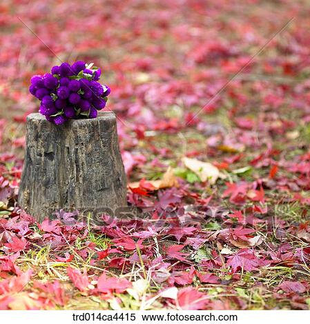 mapleleaf, maple, leaves, red, landscape, scenery, scene View Large Photo Image Stock Photography - mapleleaf, maple, leaves, red, landscape, scenery, scene. Fotosearch