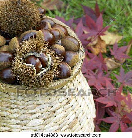 Stock Photo - night, basket, lawn, grass, mapleleaf, maple, leaves. Fotosearch