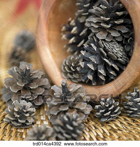 pinecone, basket View Large Photo Image Stock Image - pinecone, basket. Fotosearch