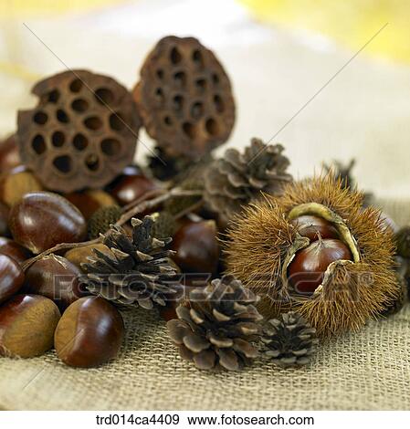 pinecone, fall, chestnutbur, bur, night, autumn View Large Photo Image Stock Photo - pinecone, fall, chestnutbur, bur, night, autumn. Fotosearch
