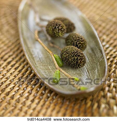 saucer, fall, platter, dish, plate, vessel, autumn View Large Photo Image Stock Photo - saucer, fall, platter, dish, plate, vessel, autumn. Fotosearch