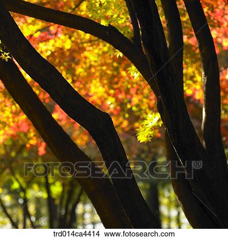 silhouette, tree, wood, maple, autumn, fall View Large Photo Image Picture - silhouette, tree, wood, maple, autumn, fall. Fotosearch