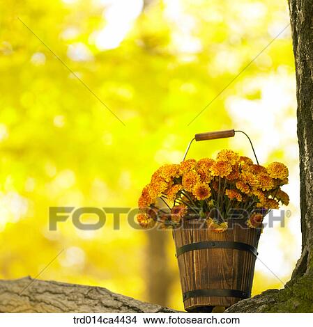 woodbasket, basket, handle, knob, flower, blossom, bloom View Large Photo Image Picture - woodbasket, basket, handle, knob, flower, blossom, bloom. Fotosearch