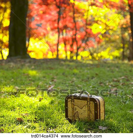 yellow, fall, red, wood, tree, lawn, autumn View Large Photo Image Picture - yellow, fall, red, wood, tree, lawn, autumn. Fotosearch
