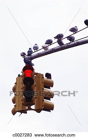 Rouges Oiseau Feu Circulation Dehors Pigeon Feu Rouge Banque Dimage