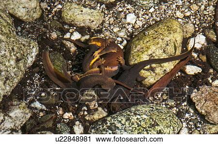 A breeding ball of coast range newts in a stream, San Gabriel Mountains, California, USA View Large Photo Image Stock Image - A breeding ball of coast range newts in a stream, San Gabriel Mountains, California, USA. Fotosearch