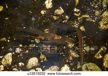 A breeding ball of coast range newts (Taricha torosa torosa) in a stream, San Gabriel Mountains, California, USA View Large Photo Image Stock Image - A breeding ball of coast range newts (Taricha torosa torosa) in a stream, San Gabriel Mountains, California, USA. Fotosearch