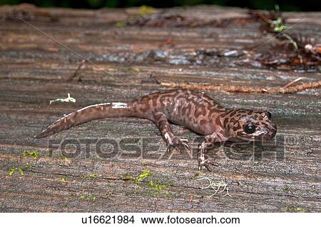 A California giant salamander (Dicamptodon ensatus); Santa Cruz County, California, USA View Large Photo Image Picture - A California giant salamander (Dicamptodon ensatus); Santa Cruz County, California, USA. Fotosearch