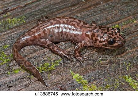 A California giant salamander (Dicamptodon ensatus) View Large Photo Image Stock Photography - A California giant salamander (Dicamptodon ensatus). Fotosearch