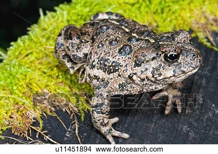 Picture - A California toad (Bufo boreas halophilus) sitting on a mossy log. Fotosearch