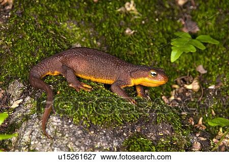 Stock Photo - A coast range newt (Taricha torosa torosa) walking over mossy rock. Fotosearch