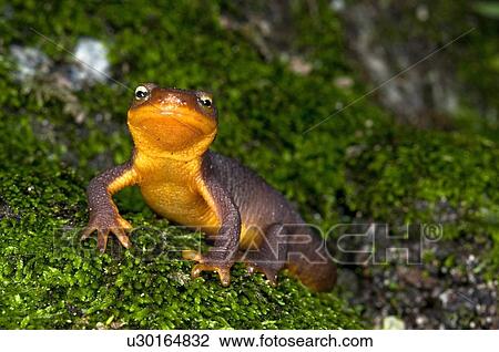 Stock Image - A coast range newt walking over mossy rock. Fotosearch