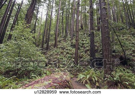 Stock Photo - A coastal redwood forest of Santa Cruz County, California, USA. Fotosearch