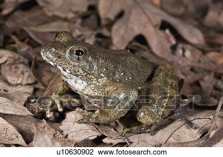 Stock Image - A foothill yellow-legged frog (Rana Boylii), a species threatened with extinction. Fotosearch